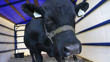 В хозяйствах КБР поголовье рогатого скота увеличилось на 1,5%