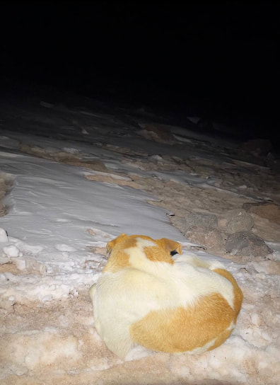 «Начались галлюцинации: слышу, как ржет лошадь, потом смеется женщина. Оглядываюсь — только пес»,— из записей альпиниста
