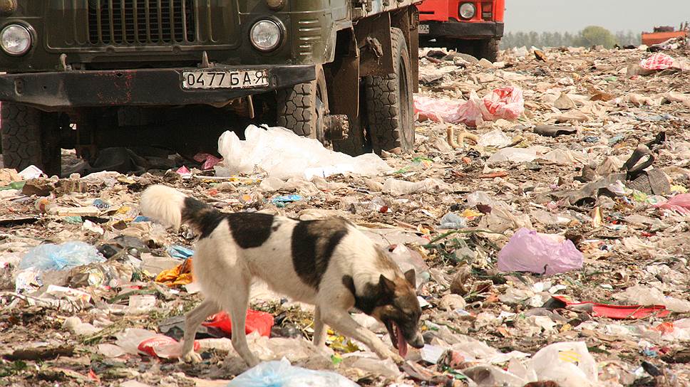 Власти региона решили не сообщать «Гринпис» о планах в отношении переработки отходов