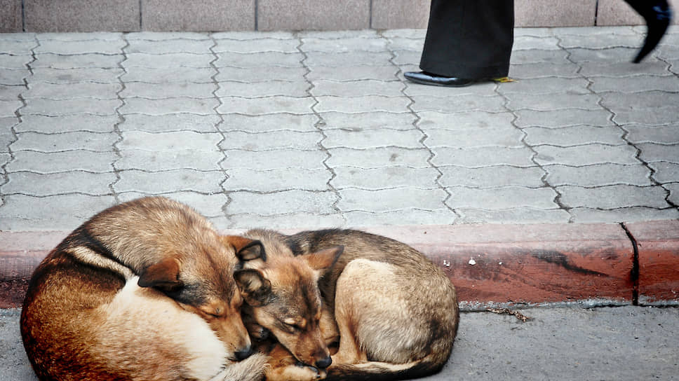 Денег, выделяемых на бродячих животных в Башкирии, хватает только на их умерщвление