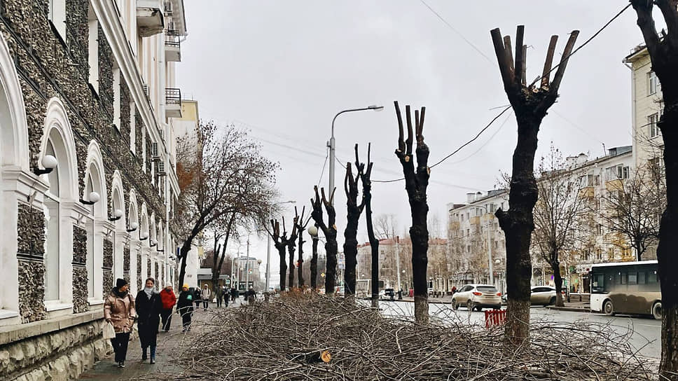 По мнению чиновников, кронирование позволяет «контролировать рост и развитие дерева»