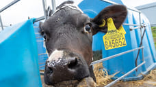 Башкирии выделят около 7 млн рублей на геномную селекцию в животноводстве