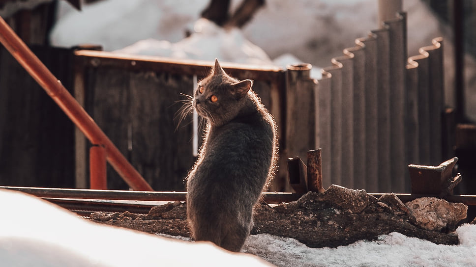 Кошка гуляет на фоне старого частного сектора