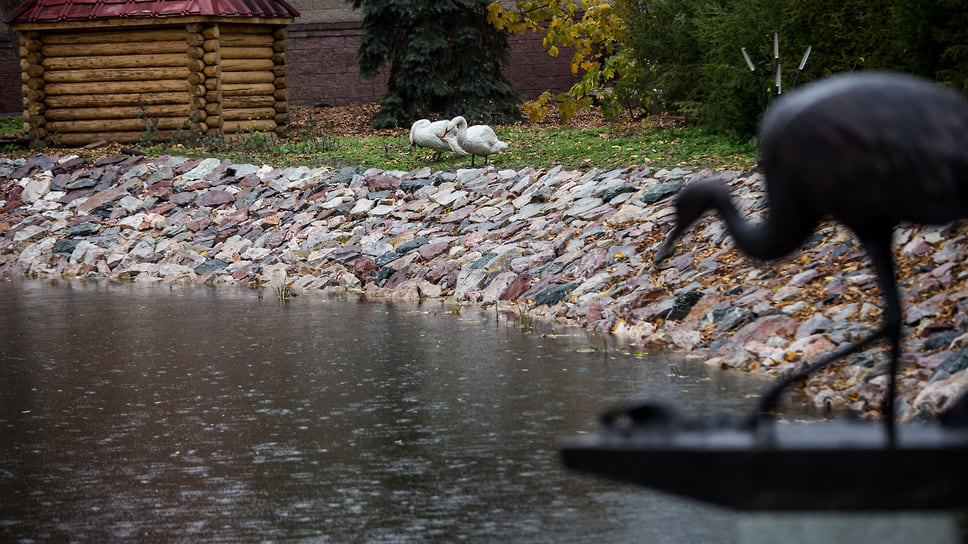 На озеро уже выпустили лебедей, которые плотно ассоциируются с садом у местных жителей