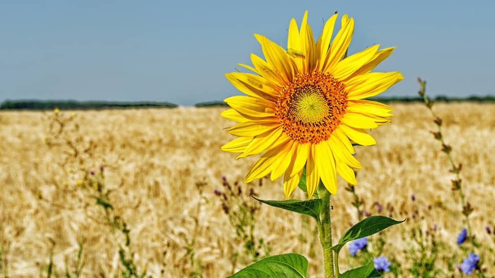 Сельхозпроизводители Башкирии стали больше высаживать масличные культуры из-за финансовой выгоды