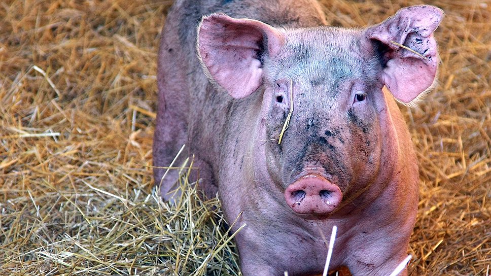 «Агрокомплектация» готовит для свиней в Курской области «дорогое удовольствие» 