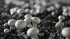 В Черноземье пошли грибы