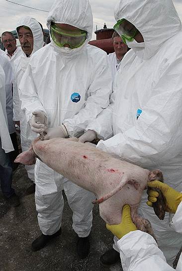 На предприятии «Черкизово» в Лев-Толстовском районе Липецкой области полгода не будет свиней   