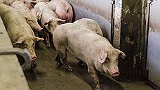 «Мираторг» завершил строительство двух свинокомплексов в Курской области
