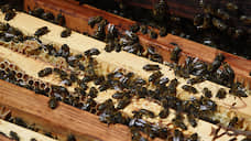 В Курской области восстановлена численность пчел