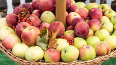 Липецкий «Агроном-сад» начнет поставку яблок в «Азбуку вкуса»