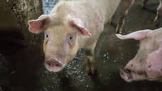В Воронежской области выявили вспышку африканской чумы свиней