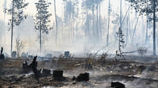 Полиция опровергла поджоги леса на севере Воронежа