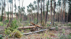 Тамбовчанам на 20 дней запретили посещать ряд лесов