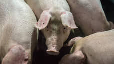 В Фатежском районе Курской области из-за АЧС ликвидировали более 50 тыс. свиней
