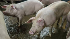 Поголовье свиней в воронежских личных подсобных хозяйствах едва превышает 1%