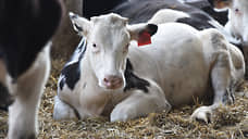 Инвестиции «Агропромкомплектации» в курские молочные фермы могут составить 15 млрд рублей