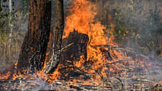 В Воронежской области за сутки произошло восемь лесных пожаров общей площадью 396 га