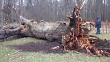 В Орловской области ураган повалил знаменитый Тургеневский дуб, губернатор предложил его увековечить