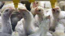 Воронежская компания через суд требует с «Токаревской птицефабрики» 125 млн