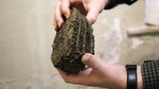 В Белгородской области рыбак нашел скелет доисторического шерстистого носорога