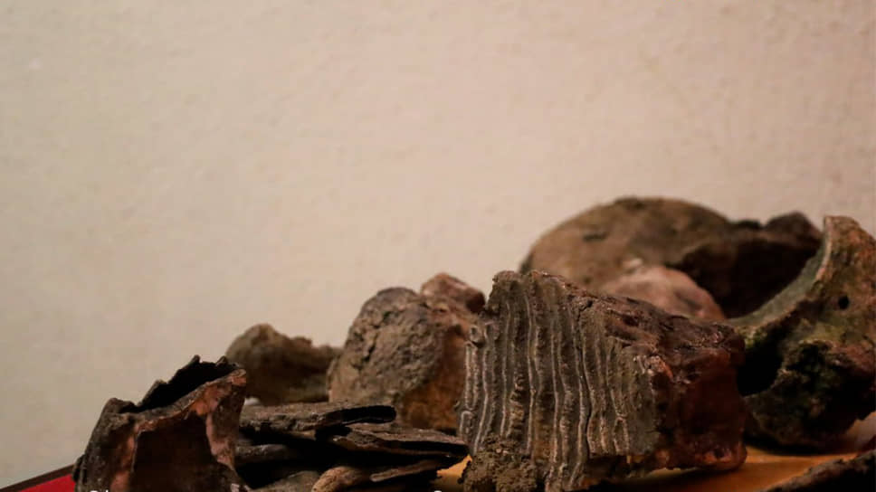 В результате раскопок специалистами были обнаружены и подняты ребра, фрагменты бедренных и тазовых костей, коренные зубы и другие элементы скелета