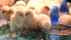 В Воронежской области приостановлена работа птицефабрики из-за антисанитарии