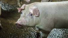 РСХБ отказал в страховке курской агрокомпании: терроризм не входил в риски договора