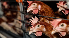 Бизнесмен Петр Будагов хочет построить под Орлом птицефабрику за 1,1 млрд