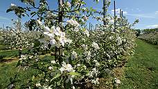 Яблочный спас