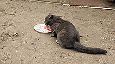 На корм котам