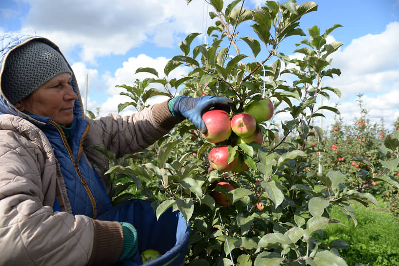 Сбор урожая яблок в «Острогожсксадпитомнике»