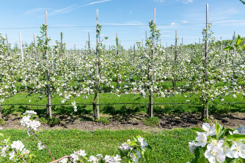 Яблоневый сад «Острогожсксадпитомника». В 2022 году компания собрала 22,5 тыс. т семечковых