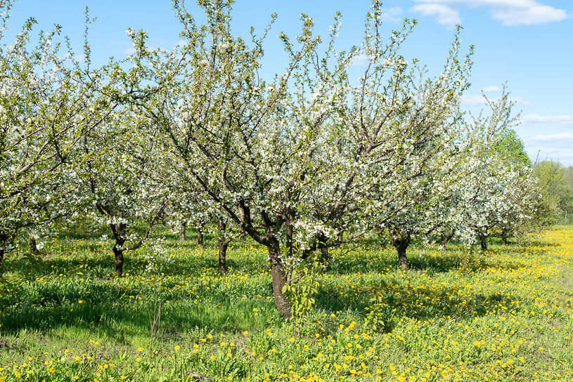 В 2022 году в «Острогожсксадпитомнике» собрали 500 т вишни