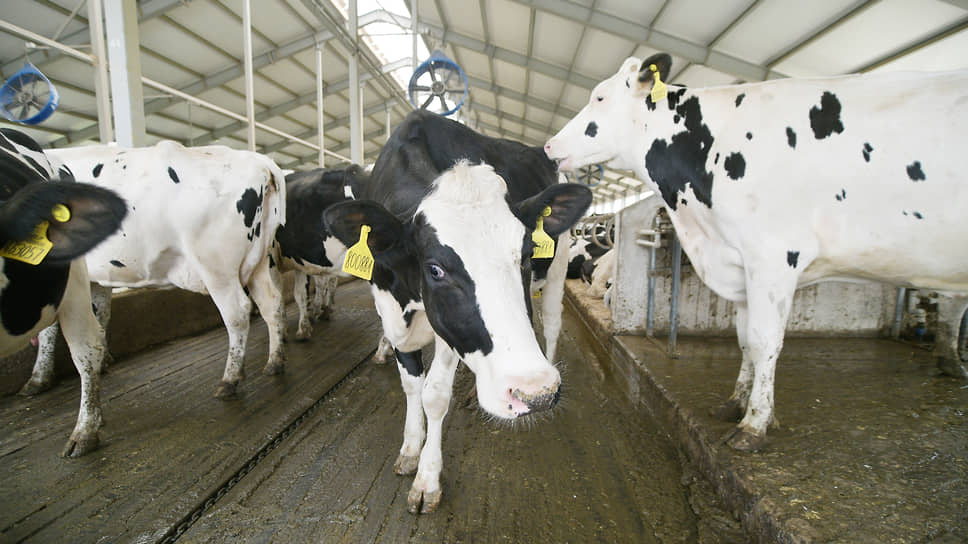 В 2022 году валовый надой на крупнейшем молочном комплексе Курской области составил 68,5 тыс. т. Такой показатель помог «Агропромкомплектации» занять третье место в России по производству сырого молока (200 тыс. т в год)