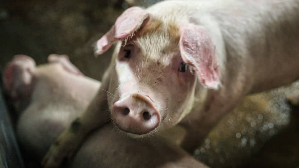 Воронежская ГК «Агроэко» остояла свою точку зрения в банкротстве переработчика свинины «Главмяспром»