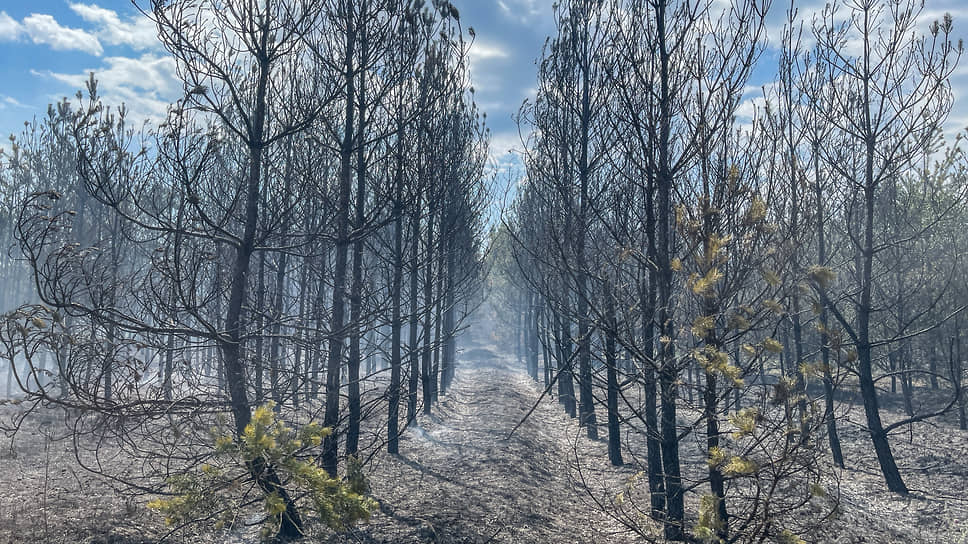 Власти и инвесторы разошлись в оценке количества деревьев на участке под застройку