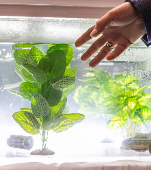 Аквапонный комплекс для выращивания гидробионтов в экспозиции выставочной площадки форума «Цифроземье» в Воронеже