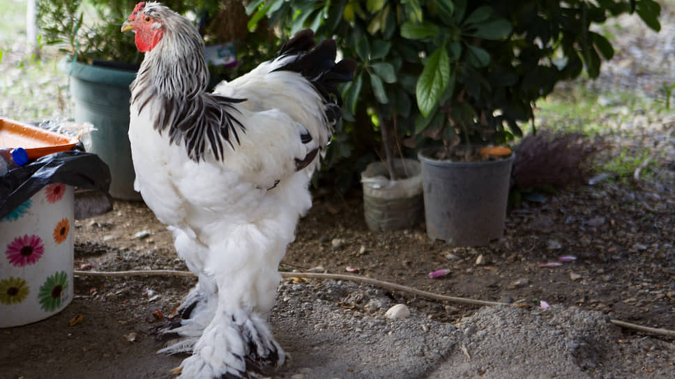 Завершилась смена собственников крупного птицеводческого бизнеса в Белгородской области