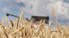 Рожь удержалась над пропастью