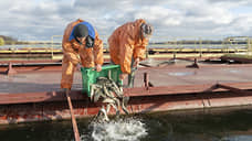 Курская АЭС использует рыб-биомелиораторов для очистки водоема-охладителя