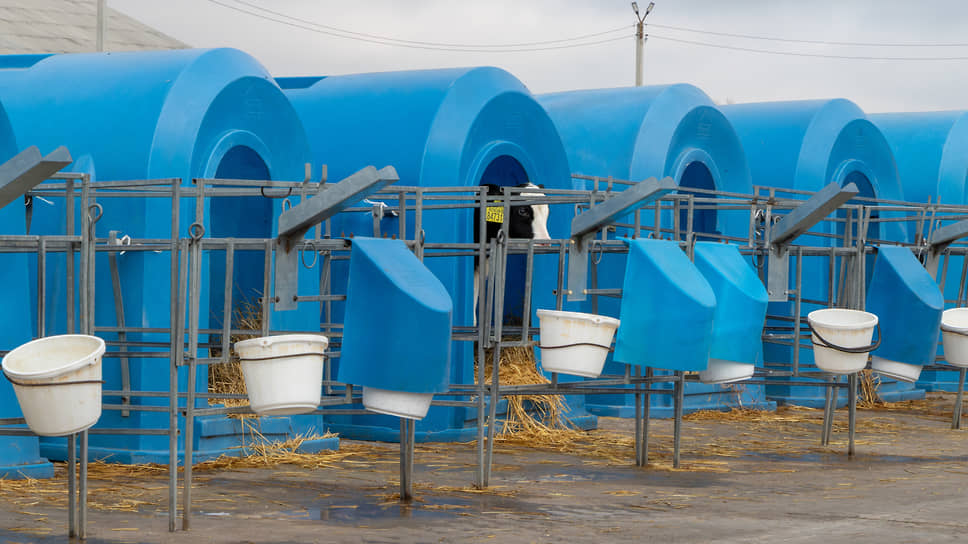 Самые маленькие телята живут в индивидуальных синих домиках. Летом и зимой отличается только толщина соломенной подстилки