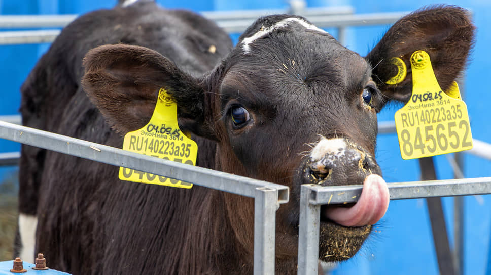 На ферме содержат коров голштинской — молочной — породы, которые способны переносить мороз до -25°C