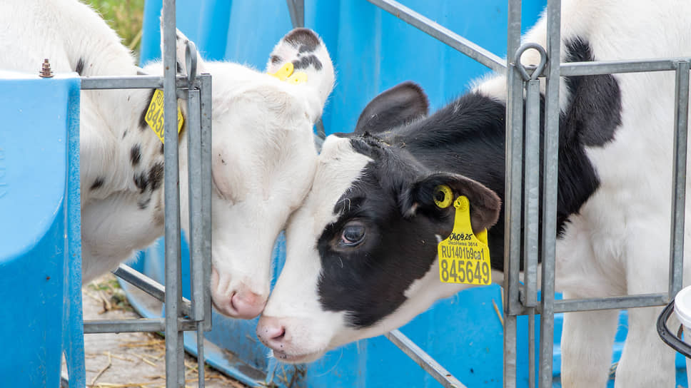 Места, где должны появиться рога, обрабатывают специальной пастой, которая засыхает и образует толстую корку.   В итоге рога не вырастают, и животные безопасны для людей и друг друга