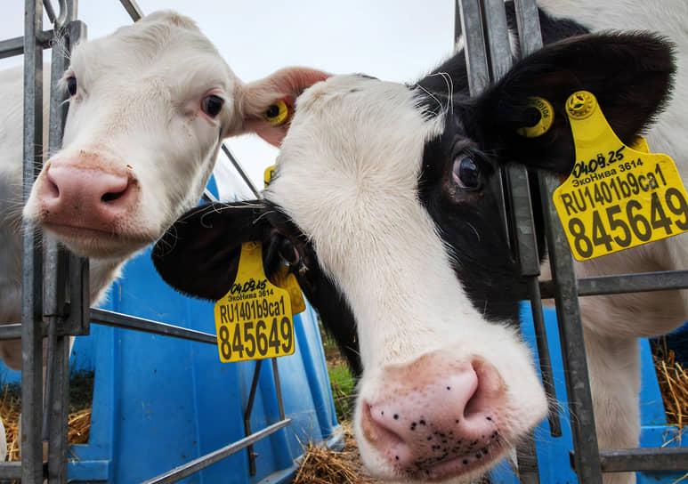 На молочной ферме — около 4 тыс. телят и 3 тыс. взрослых коров. Зорек и Буренок тут нет, имя животного — номер на желтой бирке с чипом 