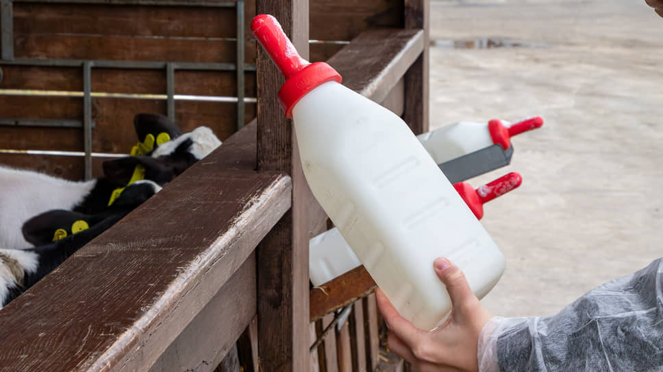 За две-три минуты каждый теленок выпивает трехлитровую бутылку