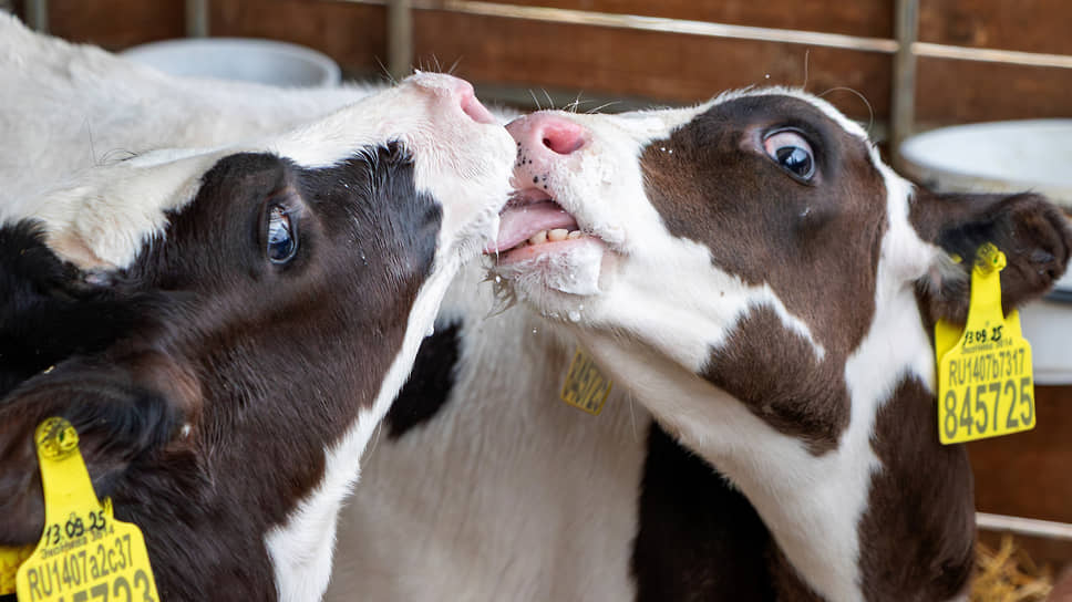 Благодаря специальному методу осеменения на ферме рождается 10% бычков и 90% телочек. Бычков продают, а телочек оставляют себе