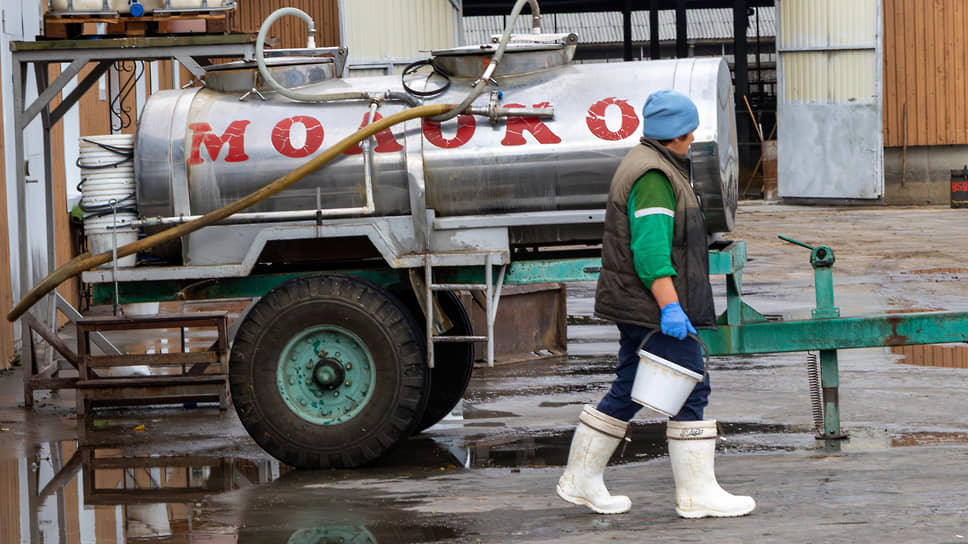 Два раза в сутки телят поят молоком