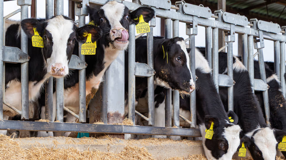 Когда телята подрастают, их переводят под навес с открытым кормовым столом 