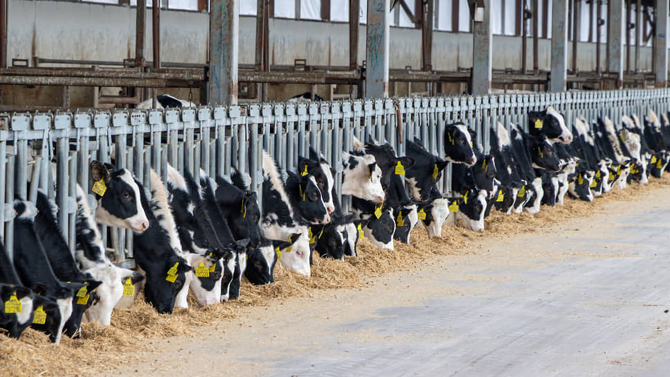 Техника убирает зону кормления утром и вечером. Навоз вывозится в лагуны, где отстаивается и затем используется как удобрение